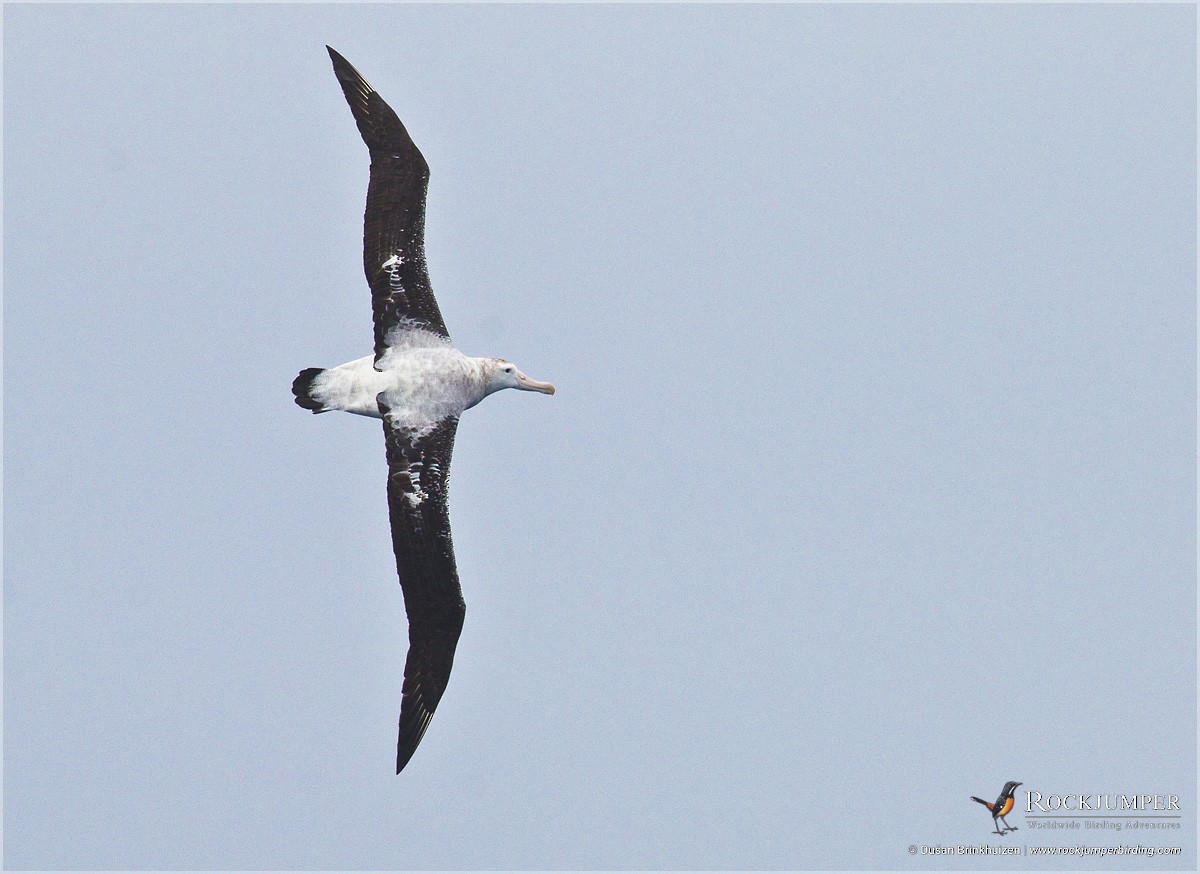 Snowy Albatross - ML712502