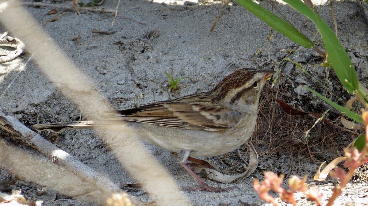 Chipping Sparrow - ML71250981