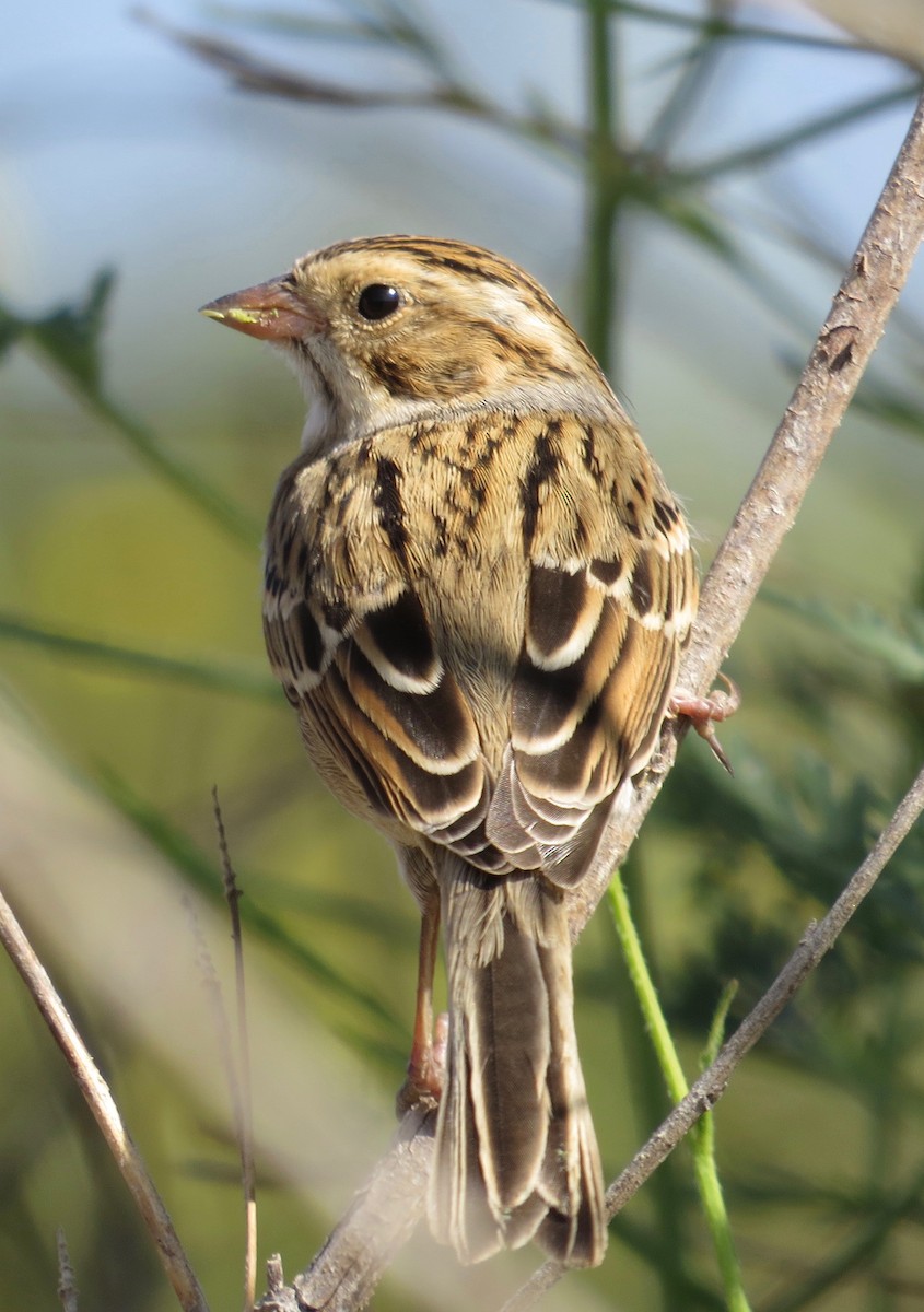 Clay-colored Sparrow - ML71251061