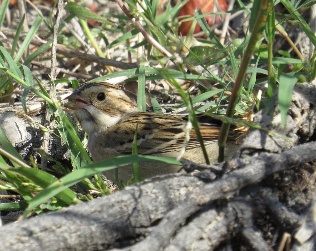Clay-colored Sparrow - ML71251091