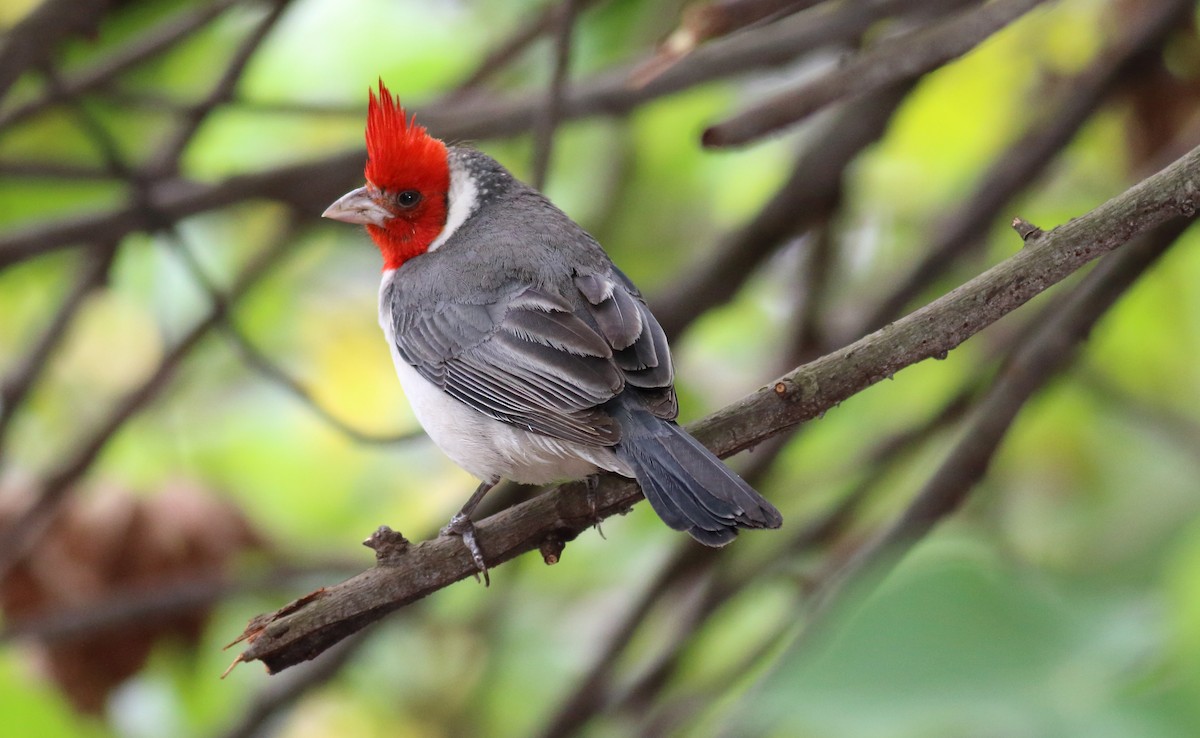 Red-crested Cardinal - Rick Folkening