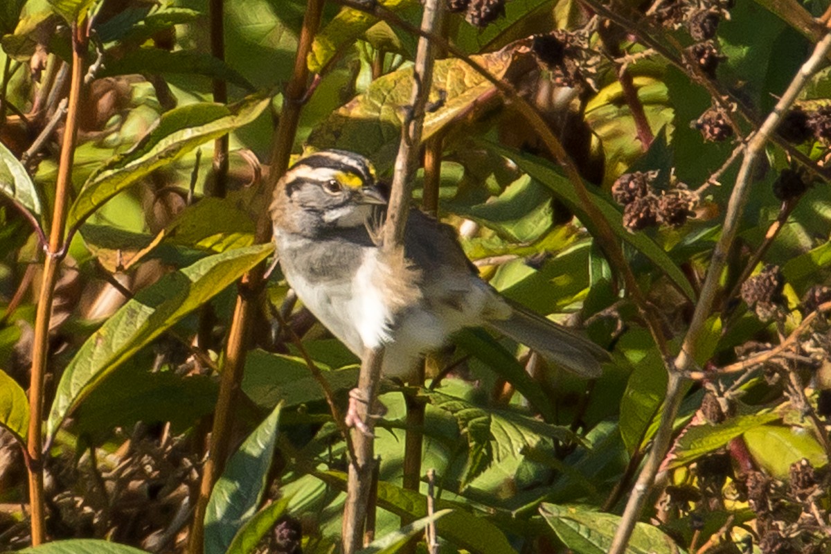 White-throated Sparrow - ML71251381