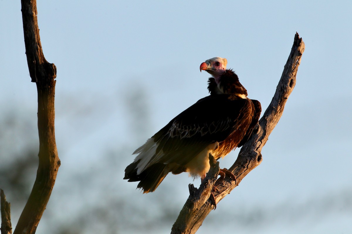 White-headed Vulture - Guenther  Karmann