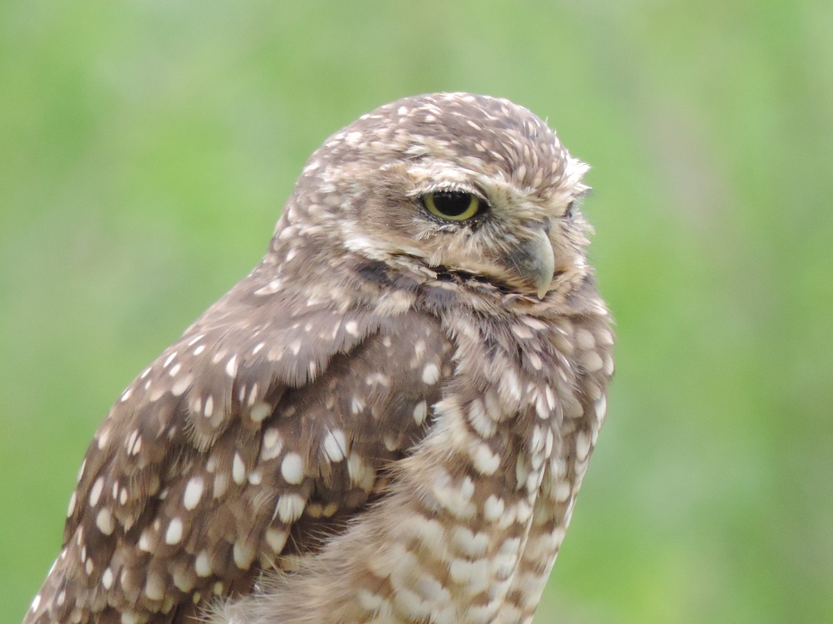 Burrowing Owl - ML71252291