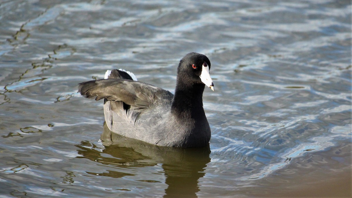 American Coot - Kevin Cunningham