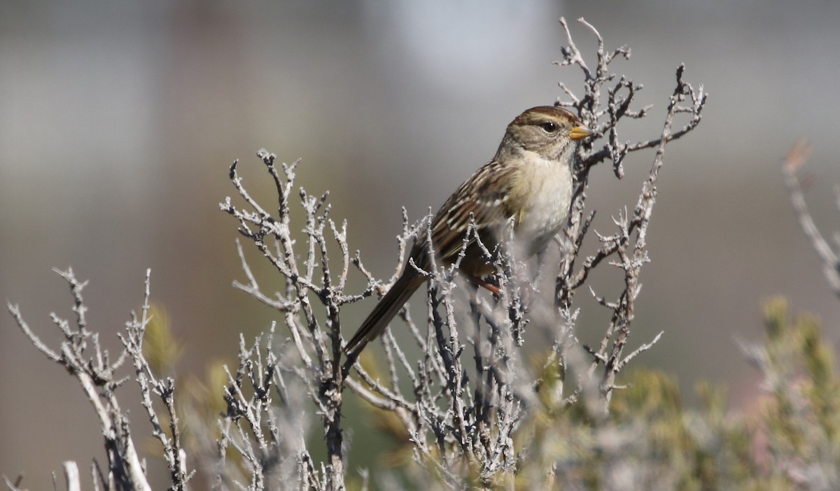White-crowned Sparrow - ML71256081