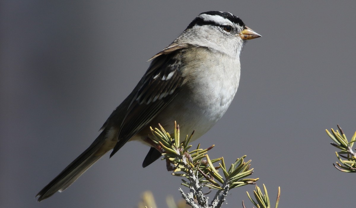 White-crowned Sparrow - ML71256211