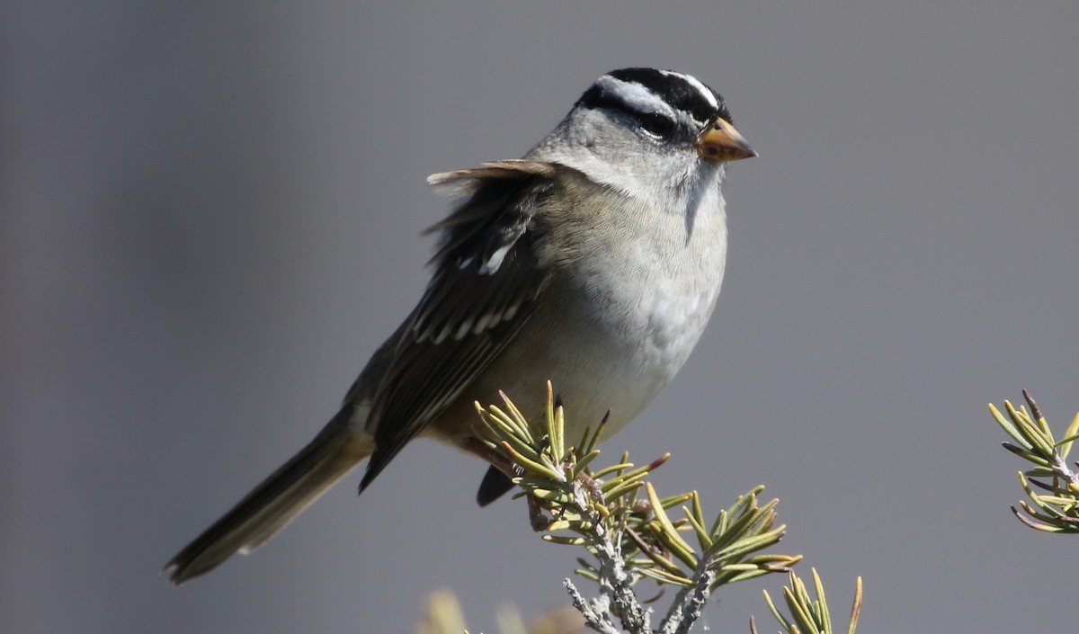 White-crowned Sparrow - ML71256521