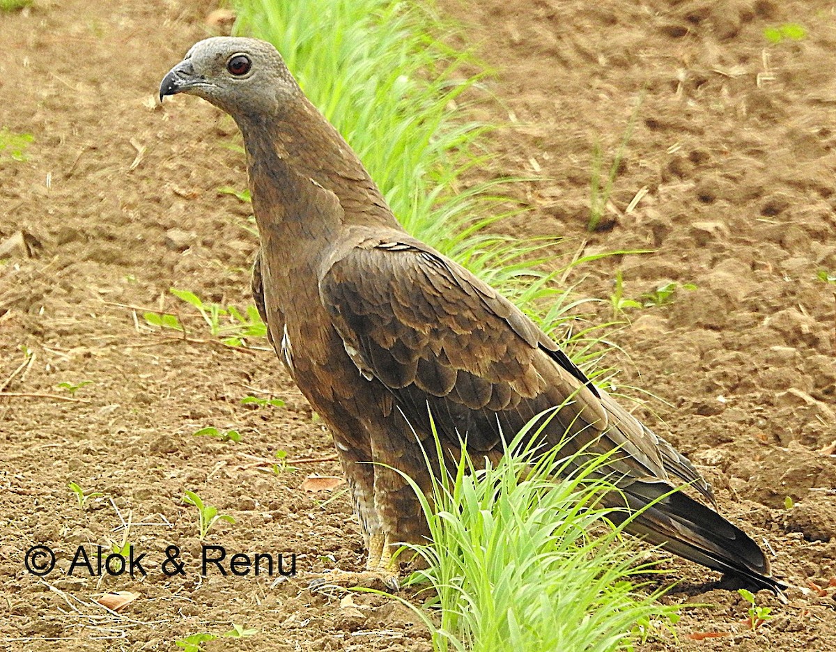 Oriental Honey-buzzard (Indomalayan) - Alok Tewari