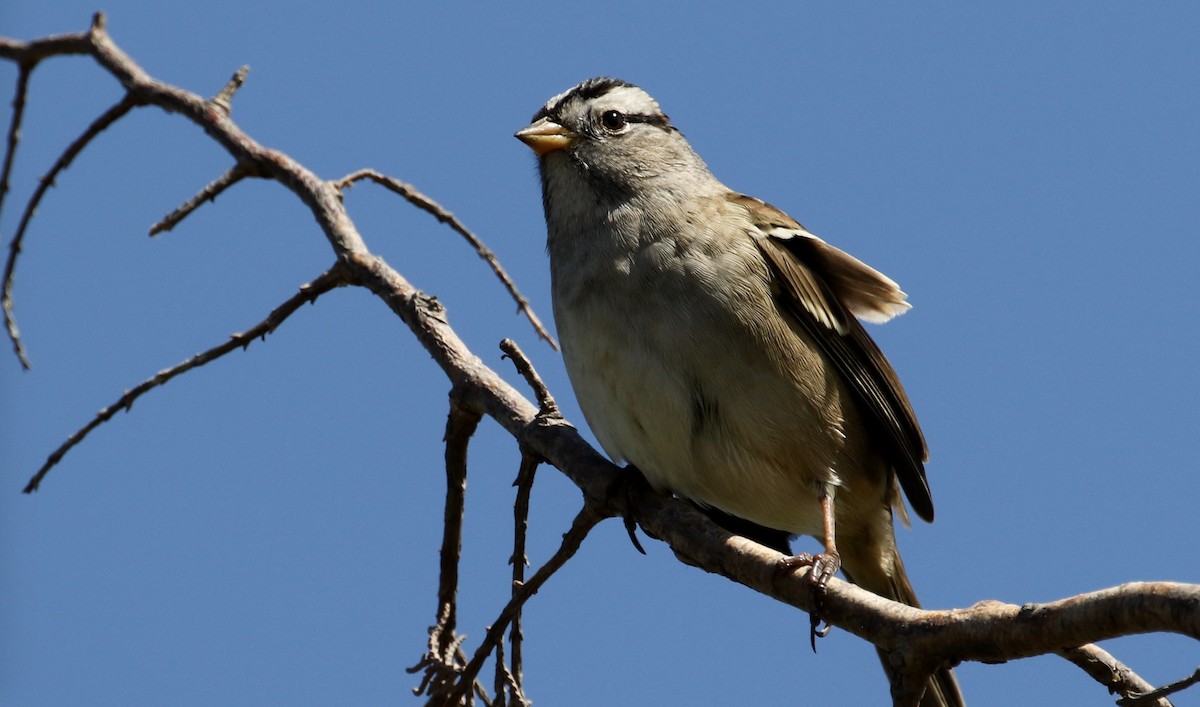 White-crowned Sparrow - ML71257521