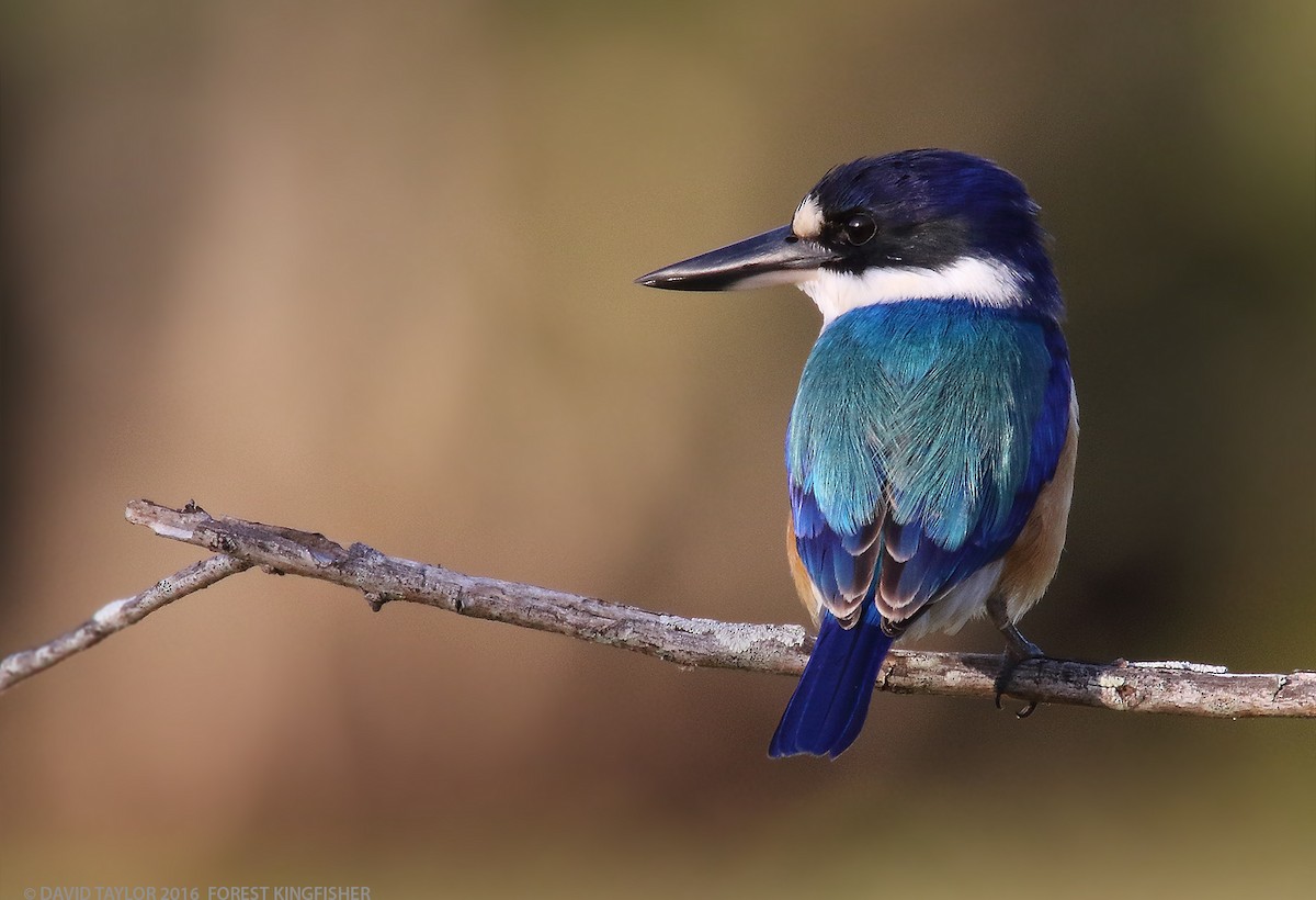 Forest Kingfisher - David taylor