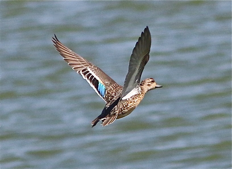 Green-winged Teal (American) - Don Roberson