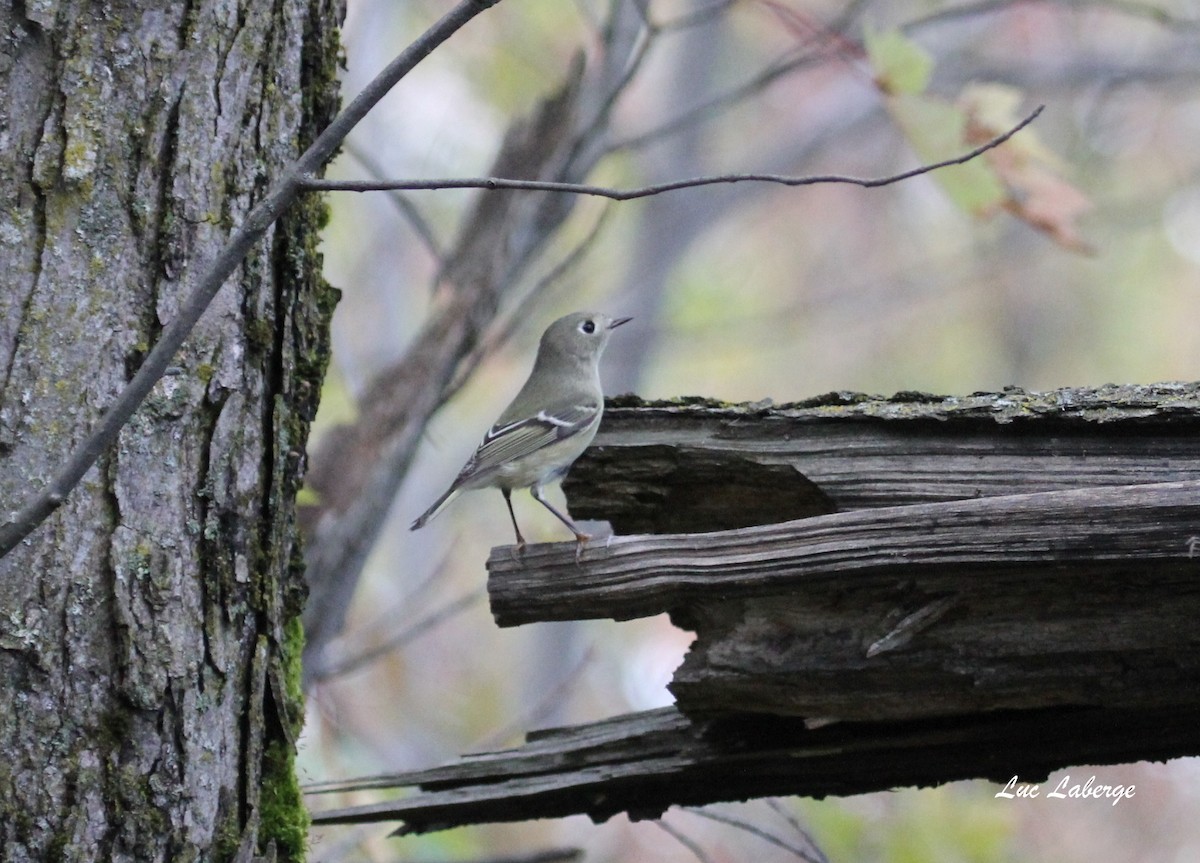 Ruby-crowned Kinglet - Luc Laberge