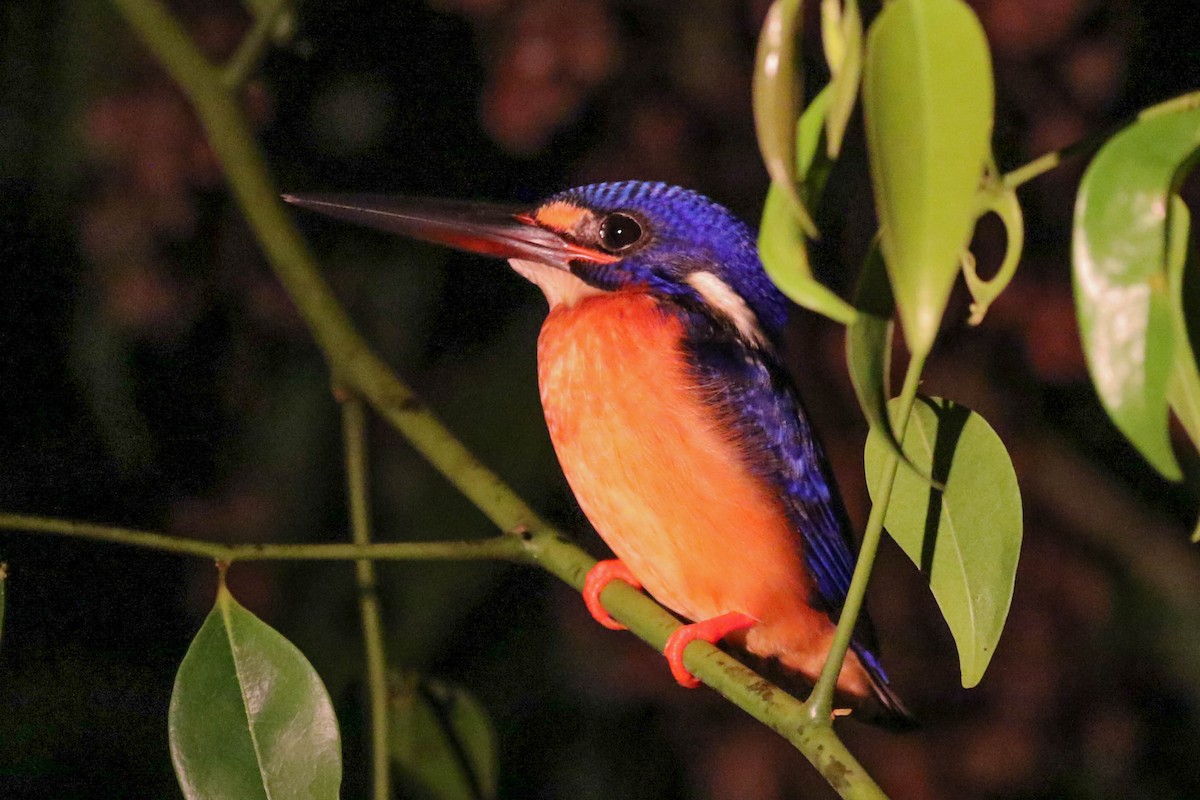 Blue-eared Kingfisher - ML71260511