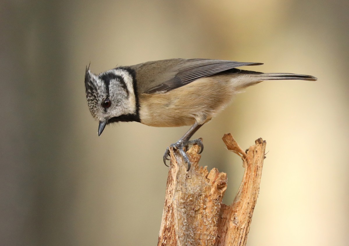Crested Tit - ML712616