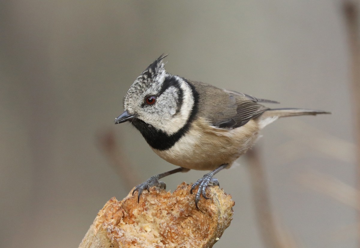 Crested Tit - Alan Gallagher