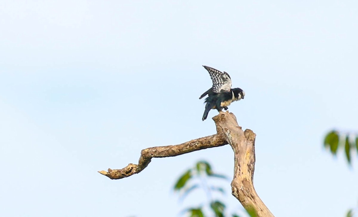 White-fronted Falconet - ML71262321