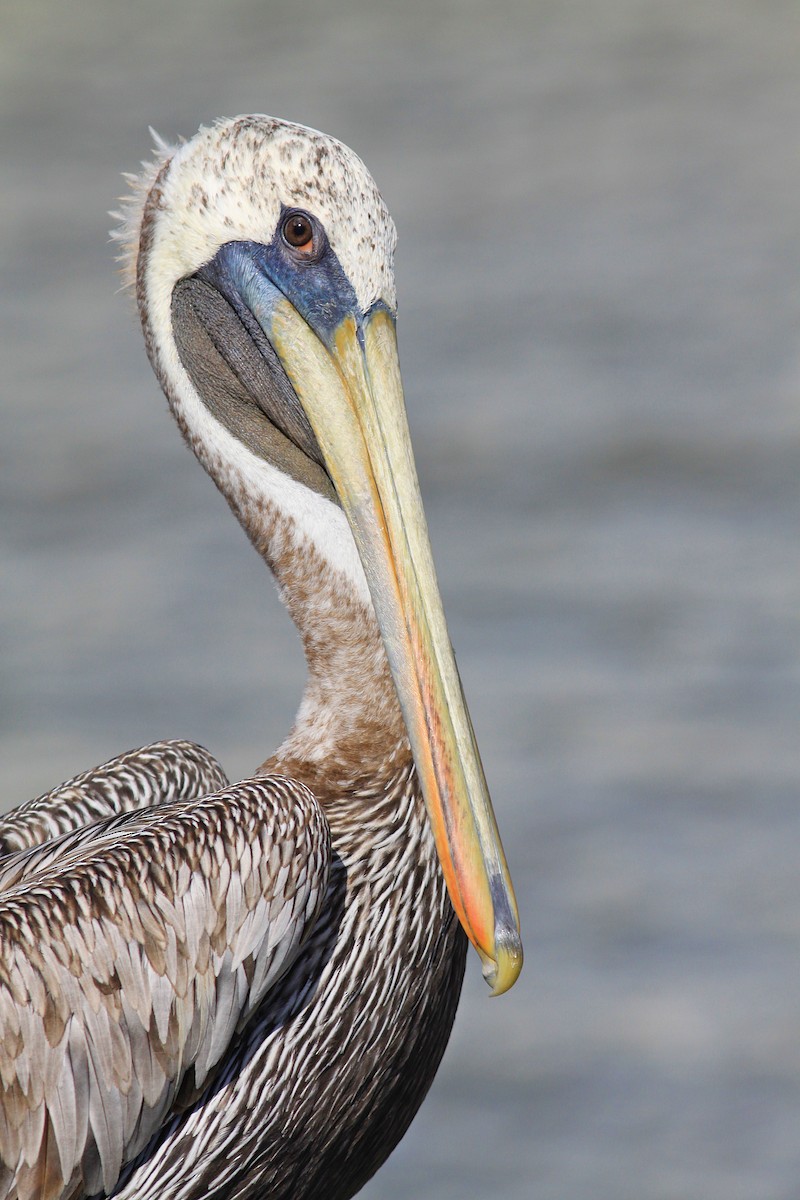 pelikán hnědý - ML71263011