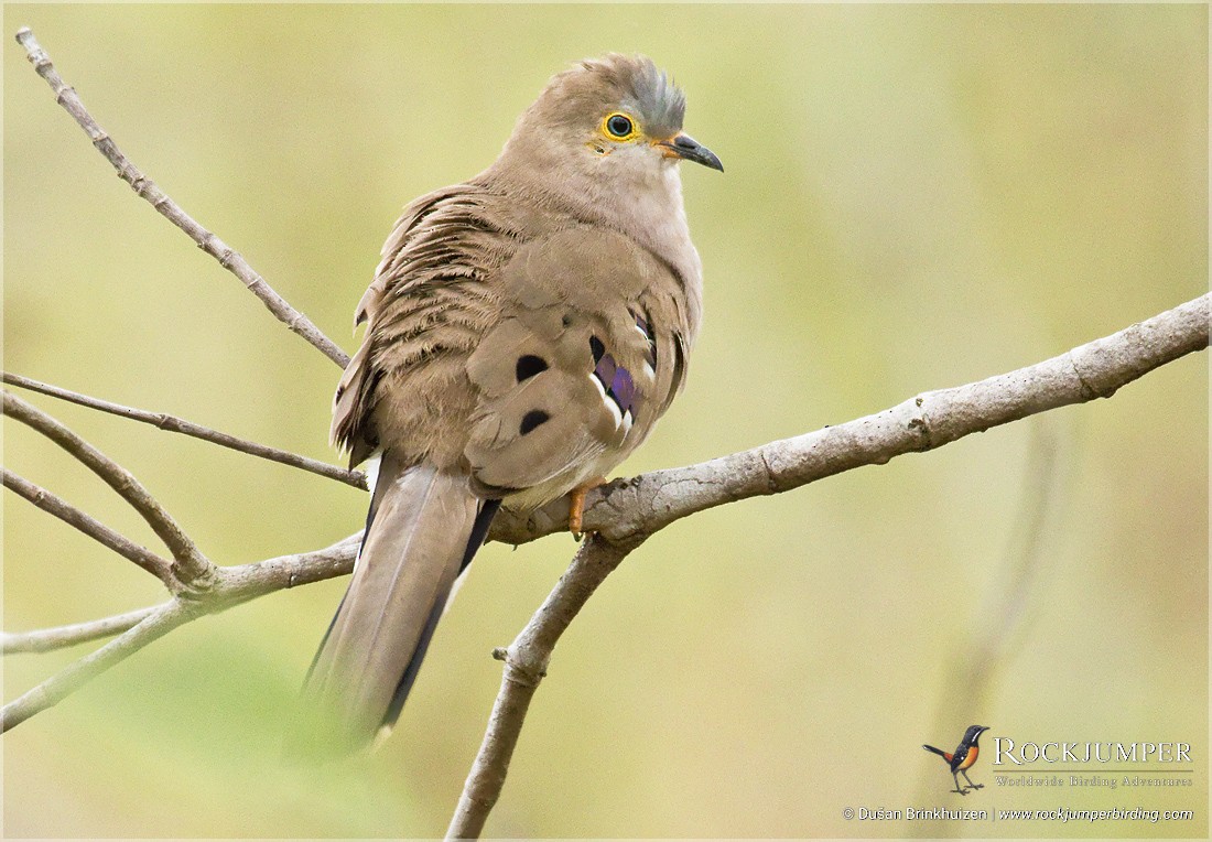 Long-tailed Ground Dove - Dušan Brinkhuizen