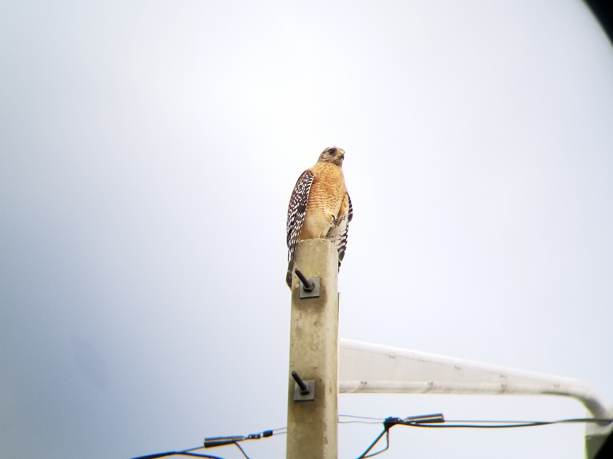 Red-shouldered Hawk - Timothy O'Leary