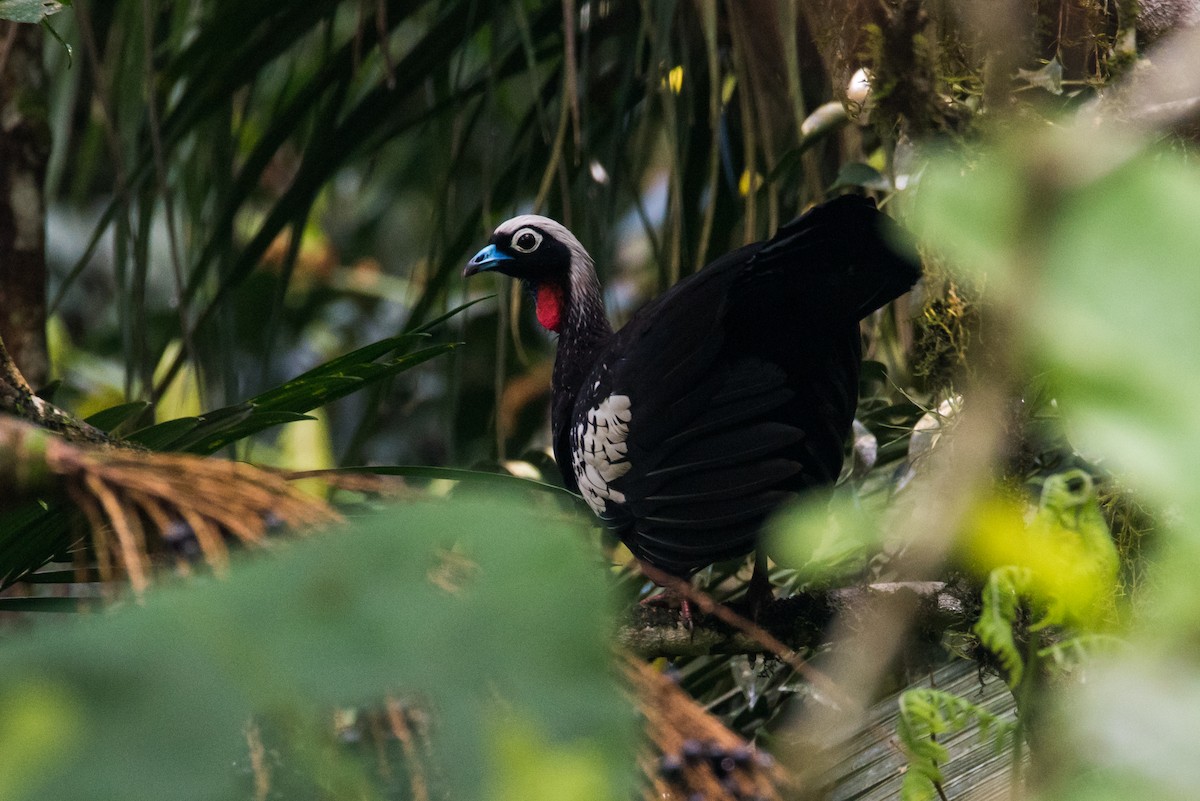 Black-fronted Piping-Guan - ML71264751