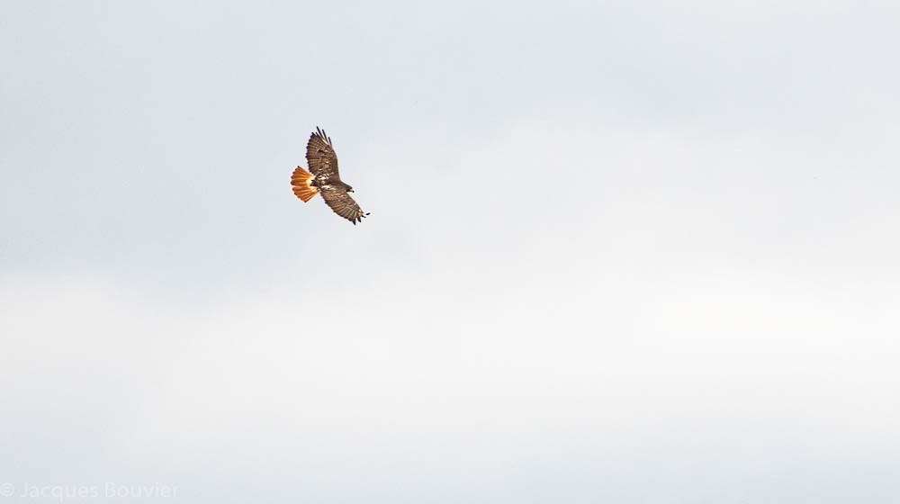 Red-tailed Hawk - Jacques Bouvier