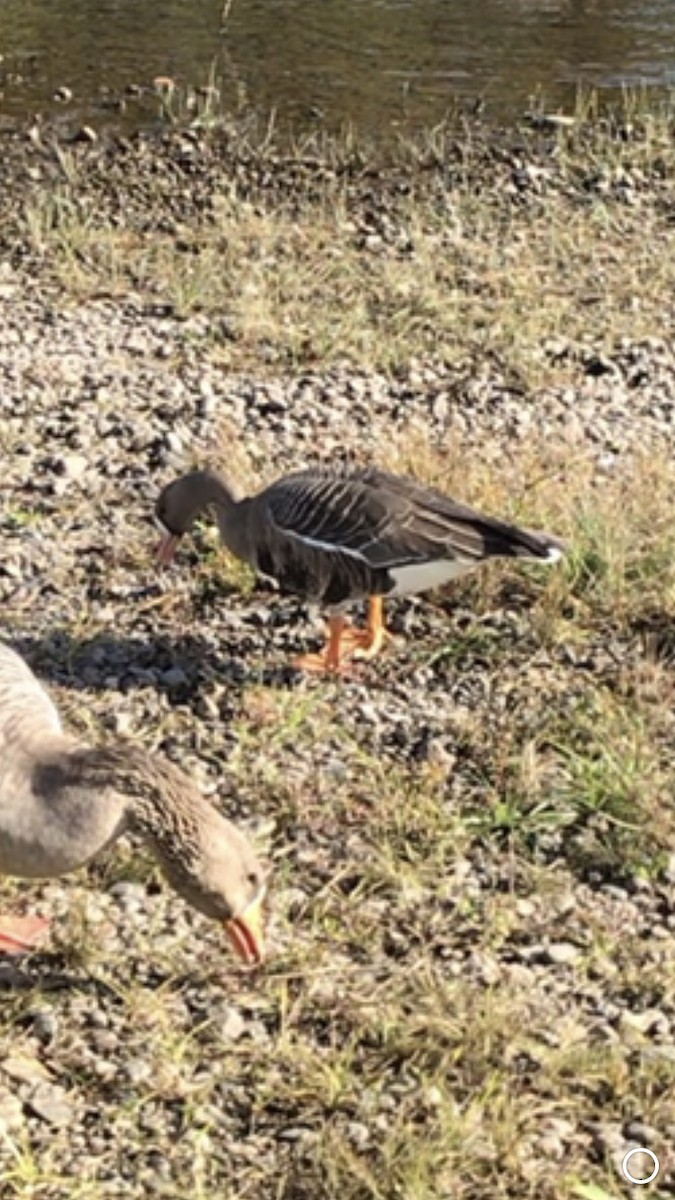 Greater White-fronted Goose - ML71265241