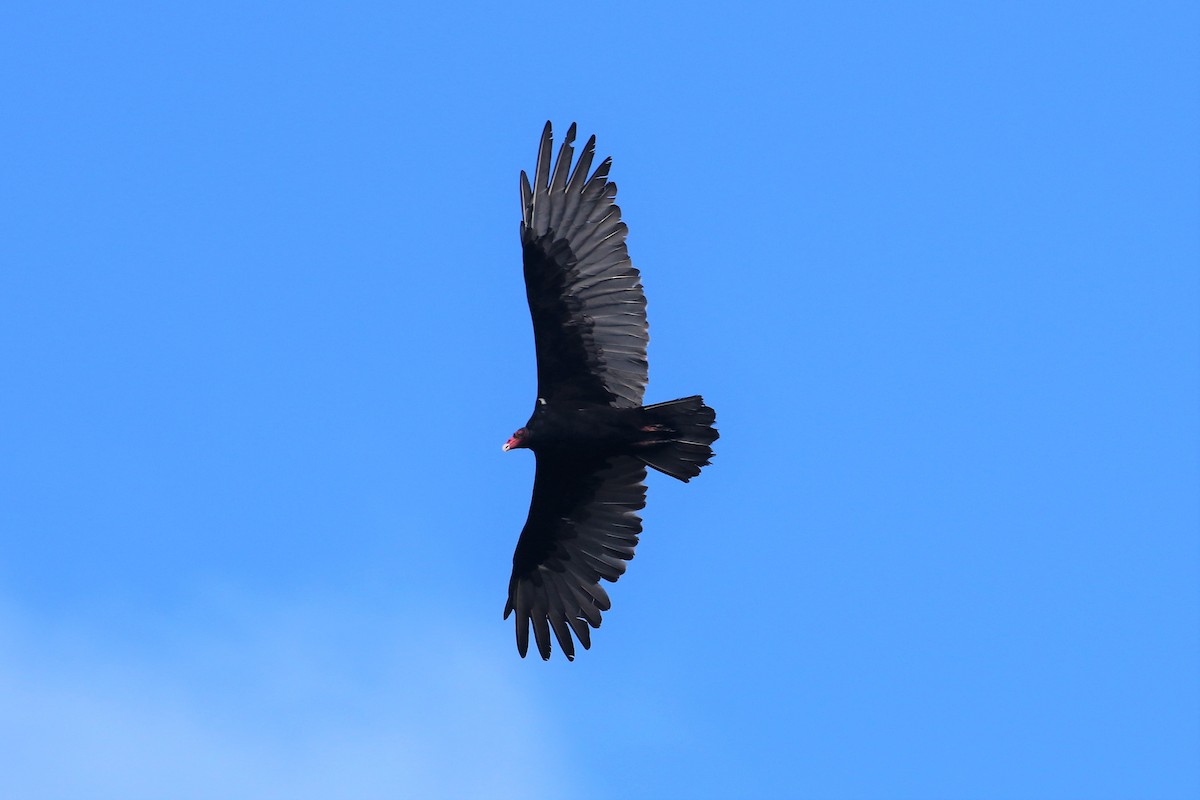 Turkey Vulture - Joshua Rudolph