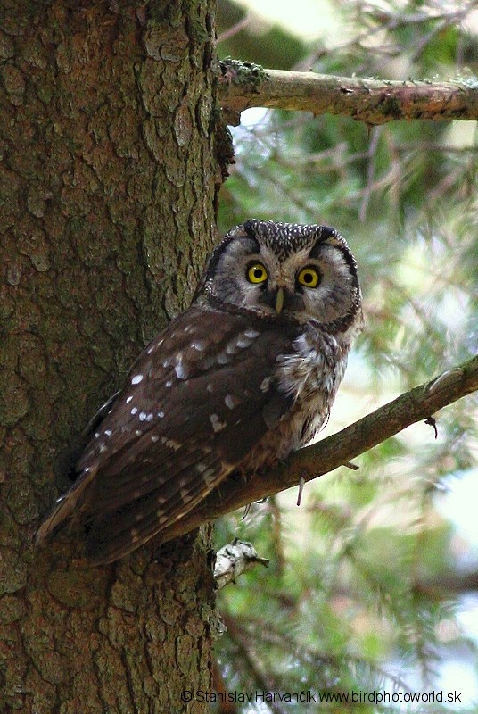 Boreal Owl (Tengmalm's) - Stanislav Harvančík