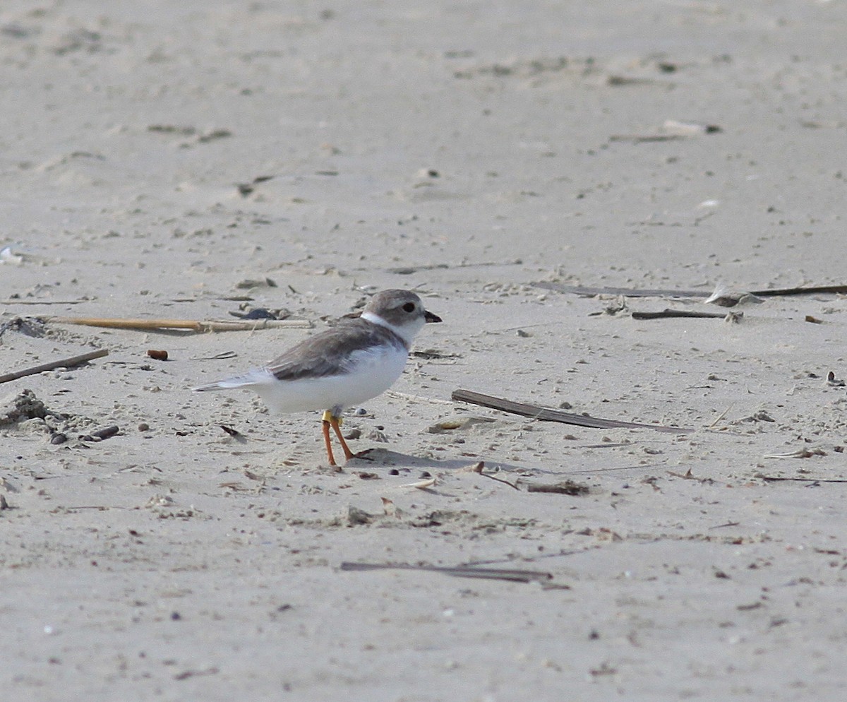 Piping Plover - ML71265671