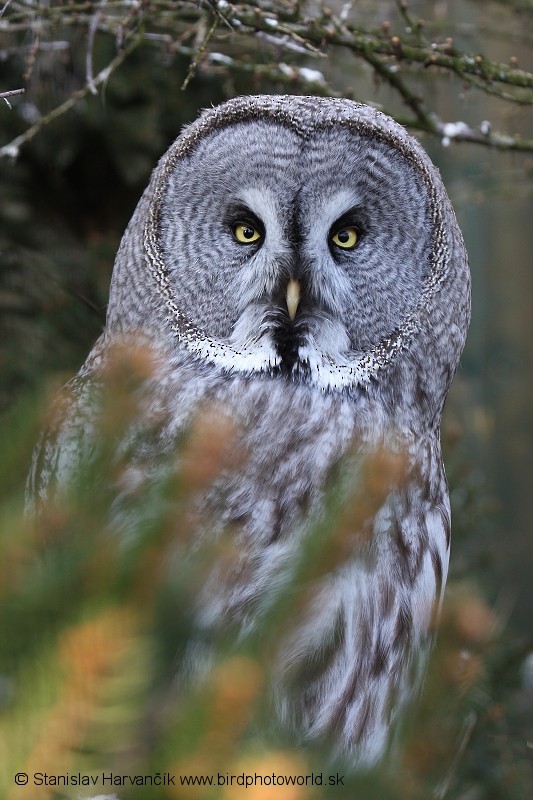 Great Gray Owl - Stanislav Harvančík