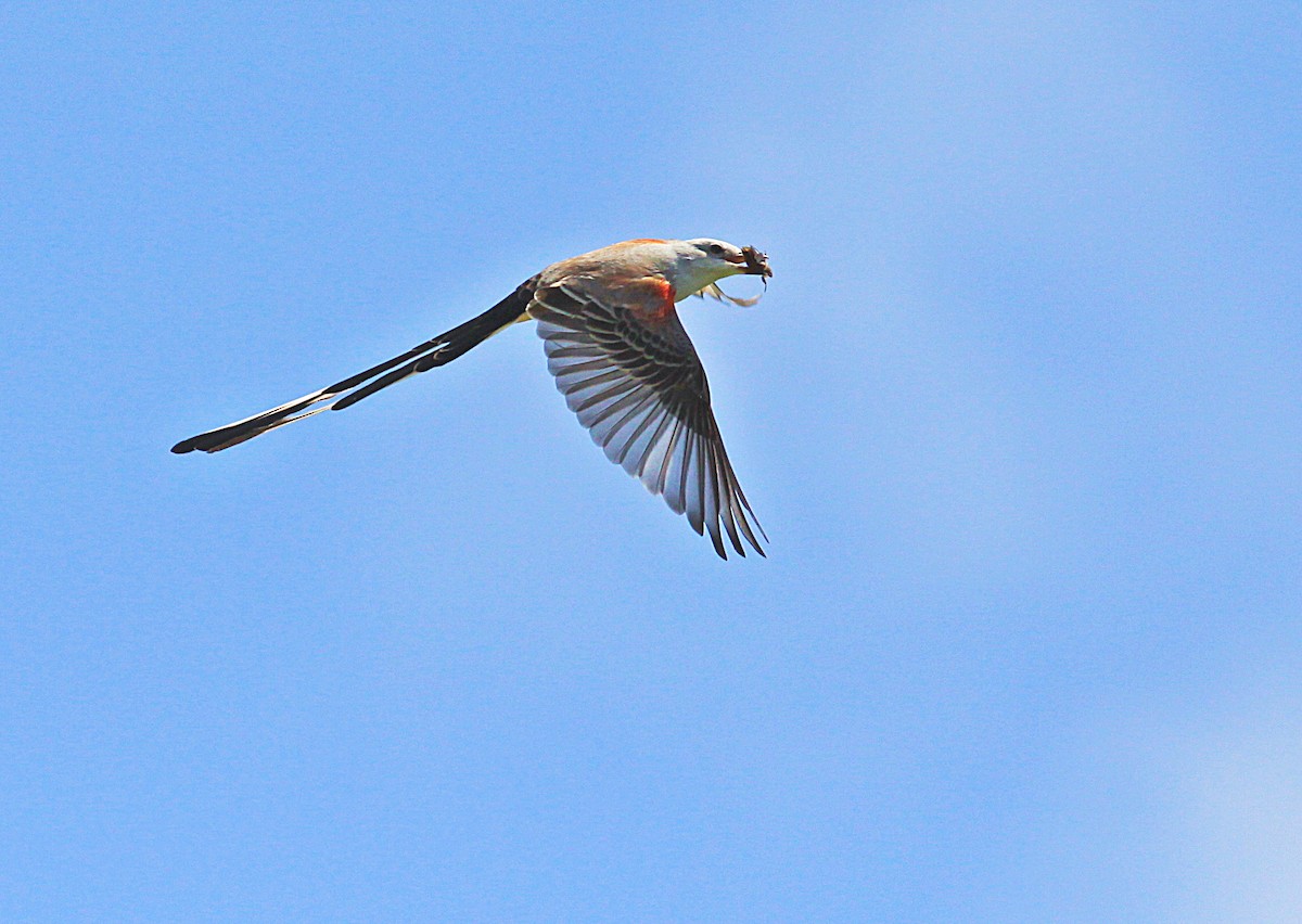 Scissor-tailed Flycatcher - ML71265831
