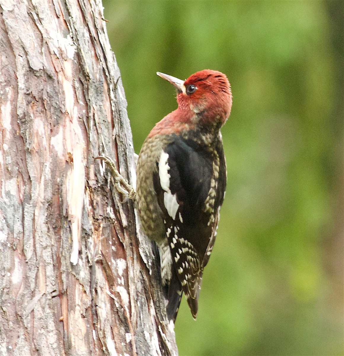 Red-breasted Sapsucker - ML71266931