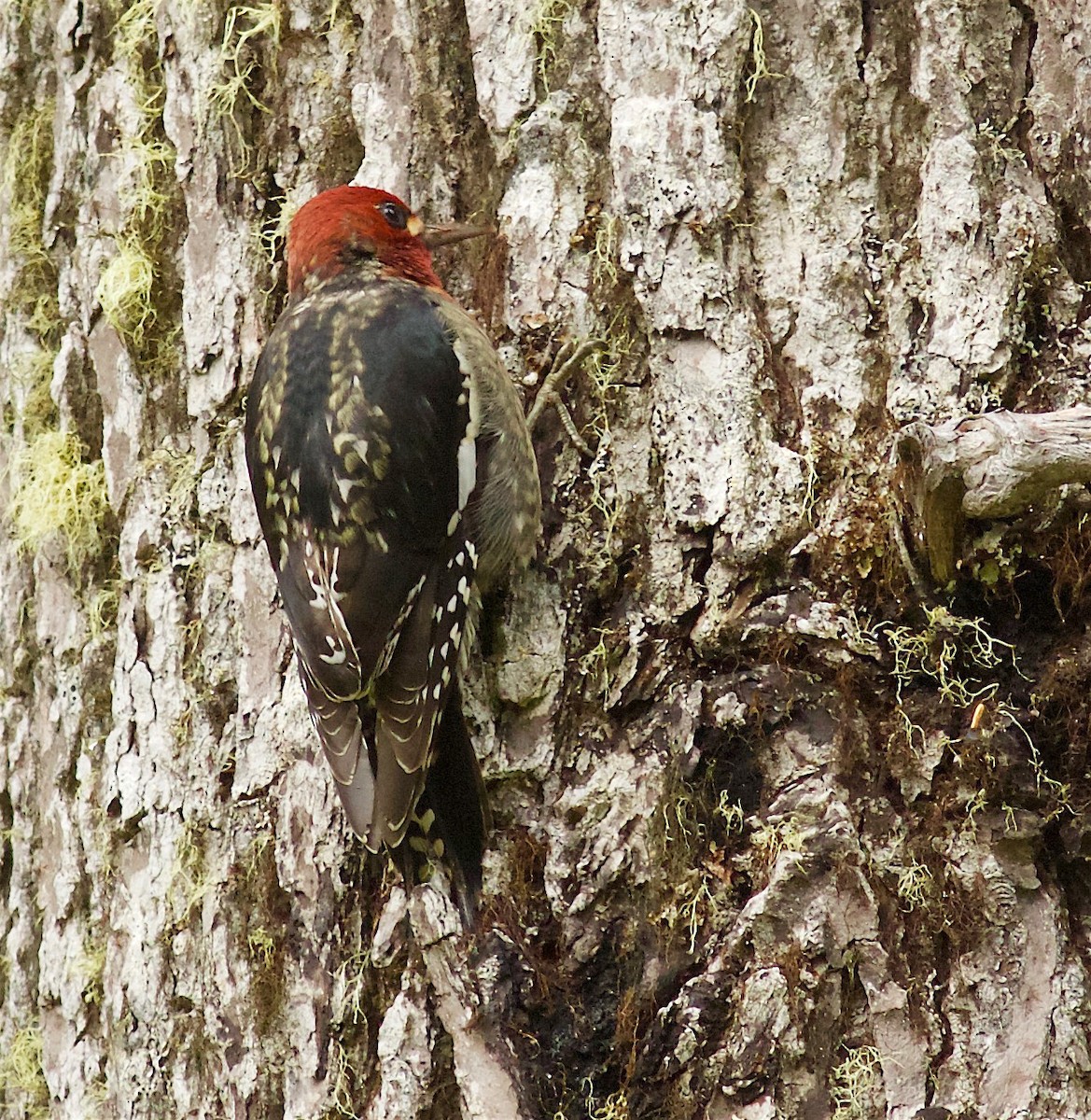 Red-breasted Sapsucker - ML71266941