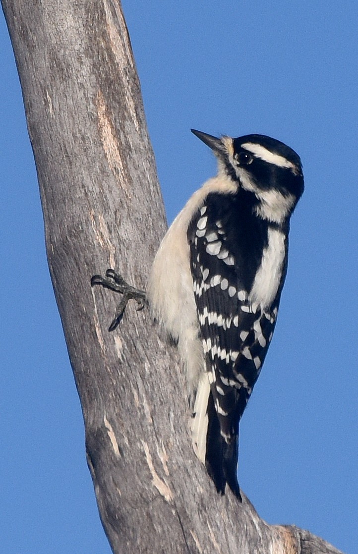 Downy Woodpecker (Eastern) - Steven Mlodinow