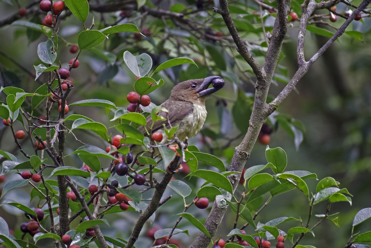 Sooty Barbet - wengchun malaysianbirder