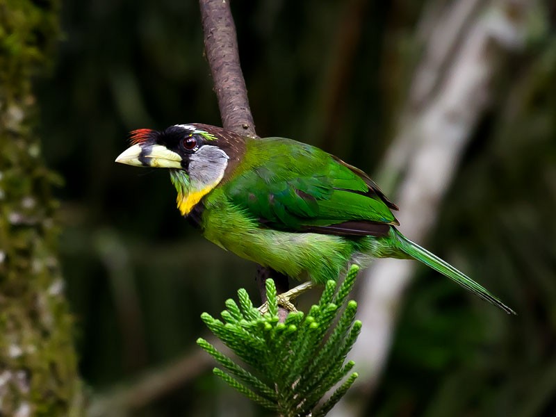 Fire-tufted Barbet - ML712676