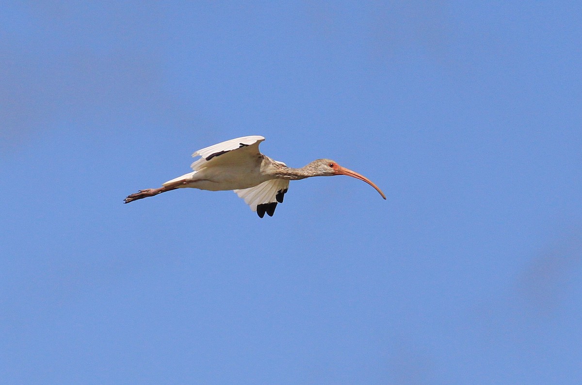 ibis bílý - ML71269031