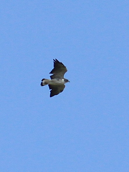White-tailed Hawk - Rufus Wareham