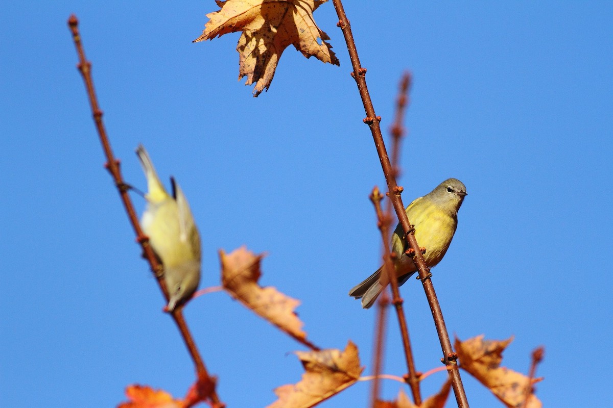 Orange-crowned Warbler - Brian  Collins