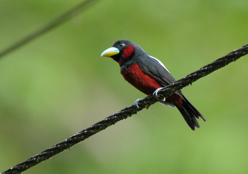Black-and-red Broadbill (Black-and-red) - Tadeusz Stawarczyk