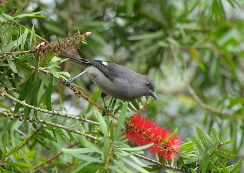 Long-tailed Sibia - ML712702