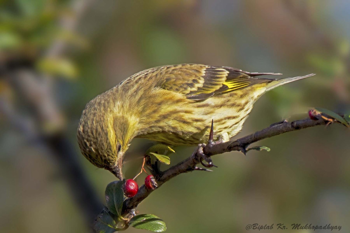 Yellow-breasted Greenfinch - Biplab kumar Mukhopadhyay