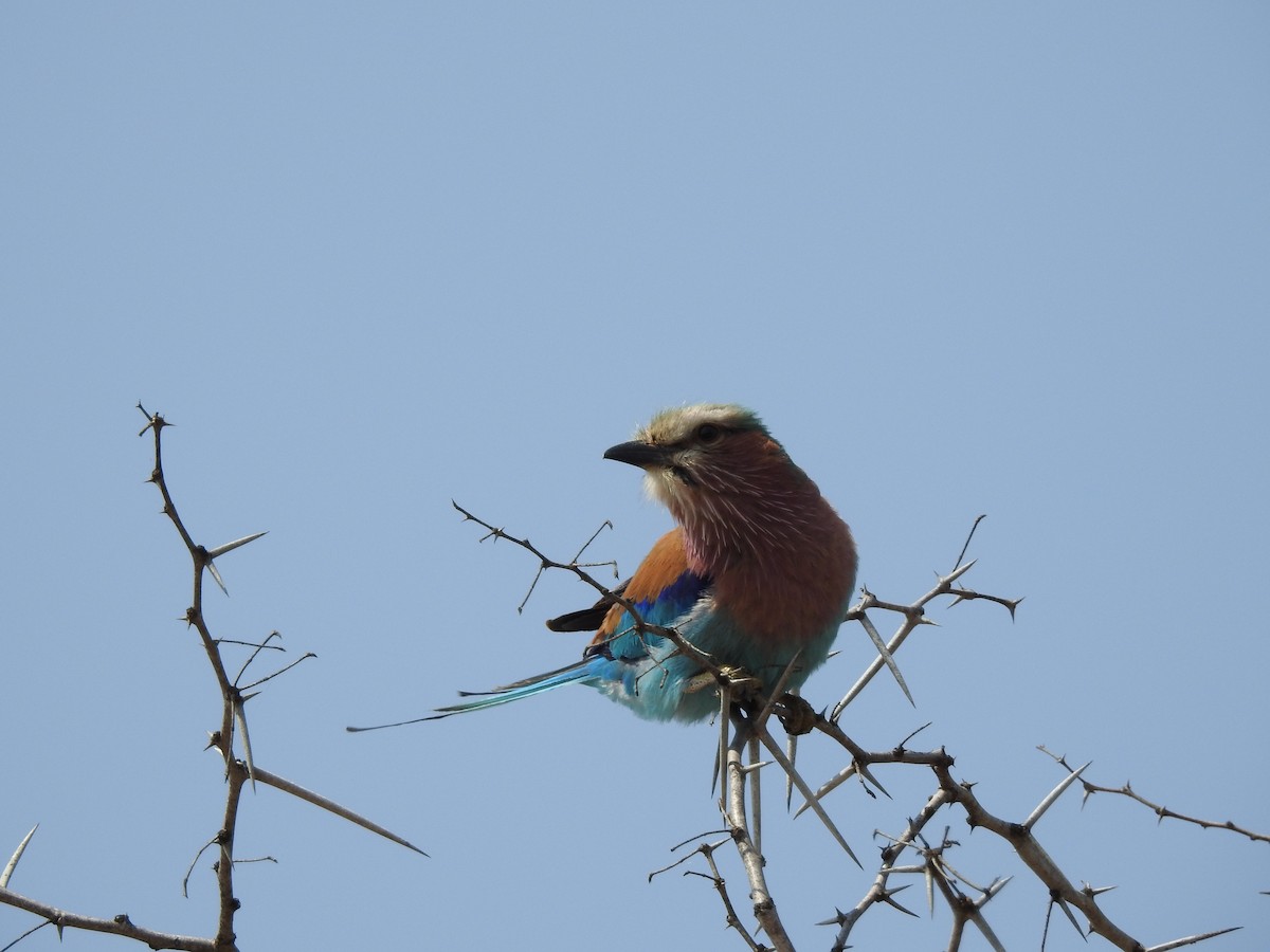 Lilac-breasted Roller - Matthew Curtis