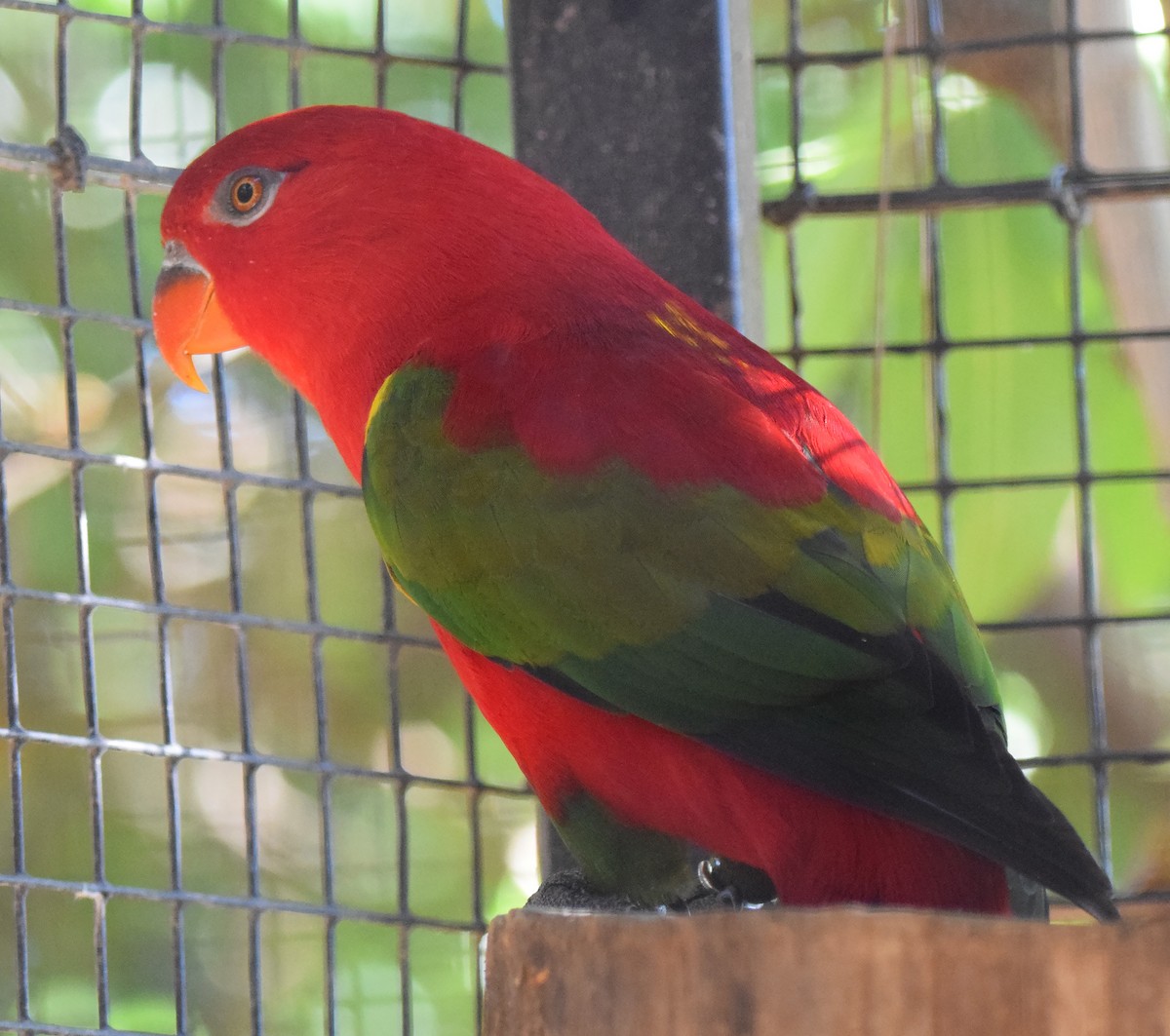 Chattering Lory - A Emmerson