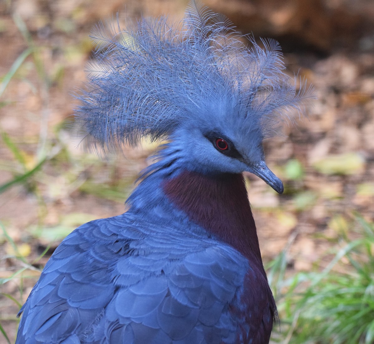 Sclater's Crowned-Pigeon - A Emmerson