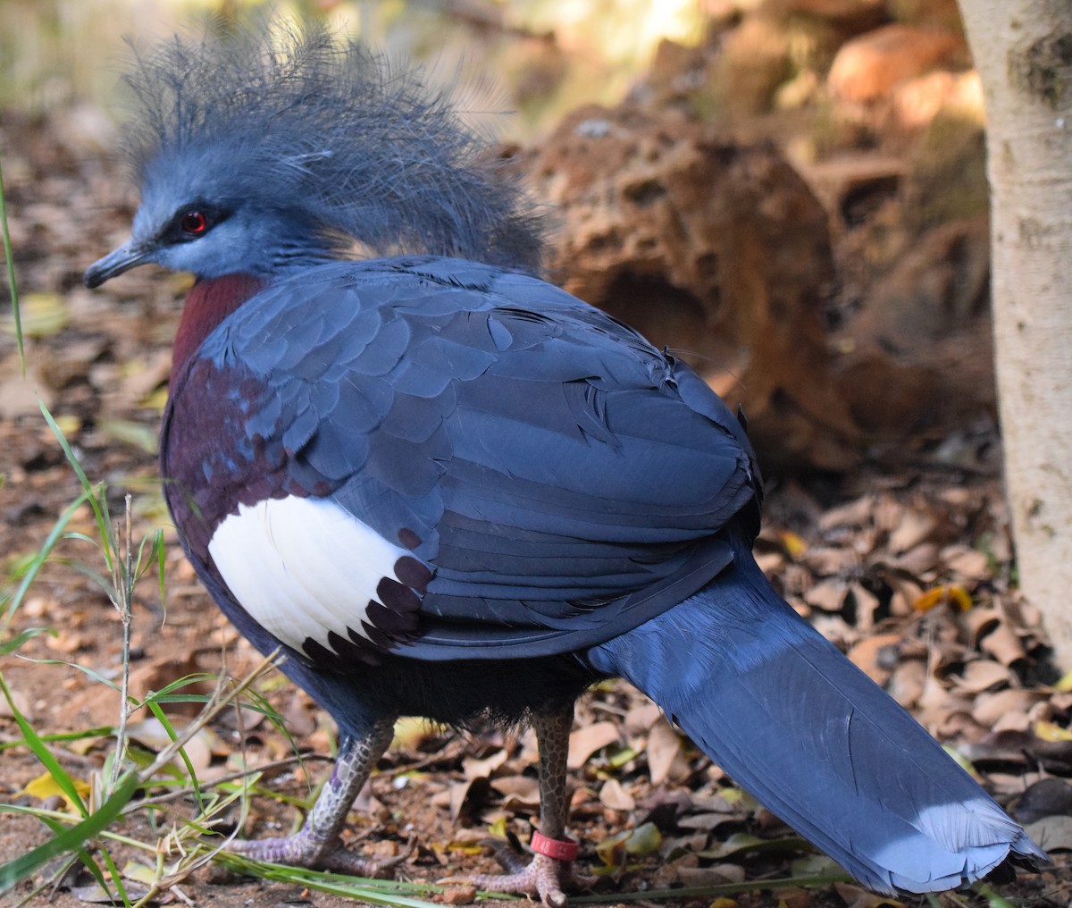 Sclater's Crowned-Pigeon - A Emmerson