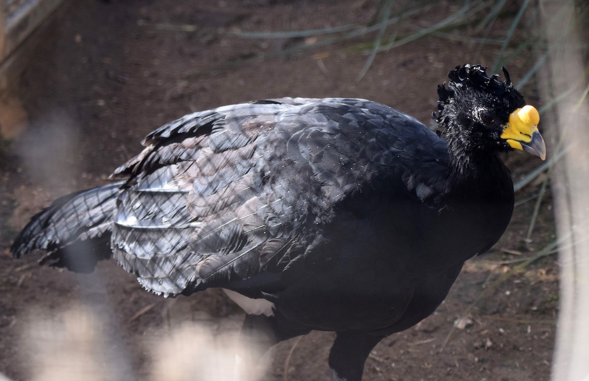 Great Curassow - A Emmerson