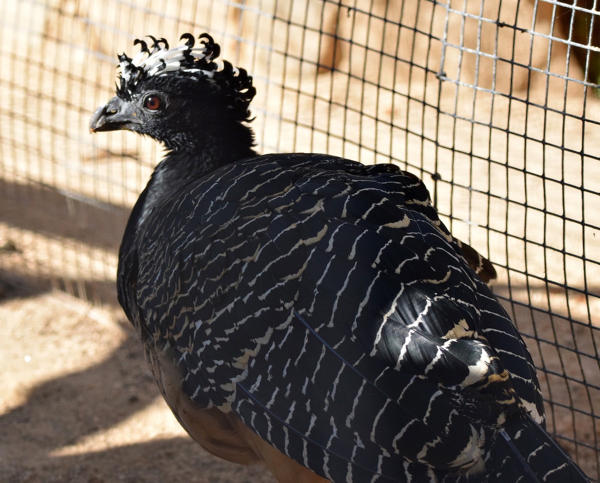 Bare-faced Curassow (Bare-faced) - A Emmerson