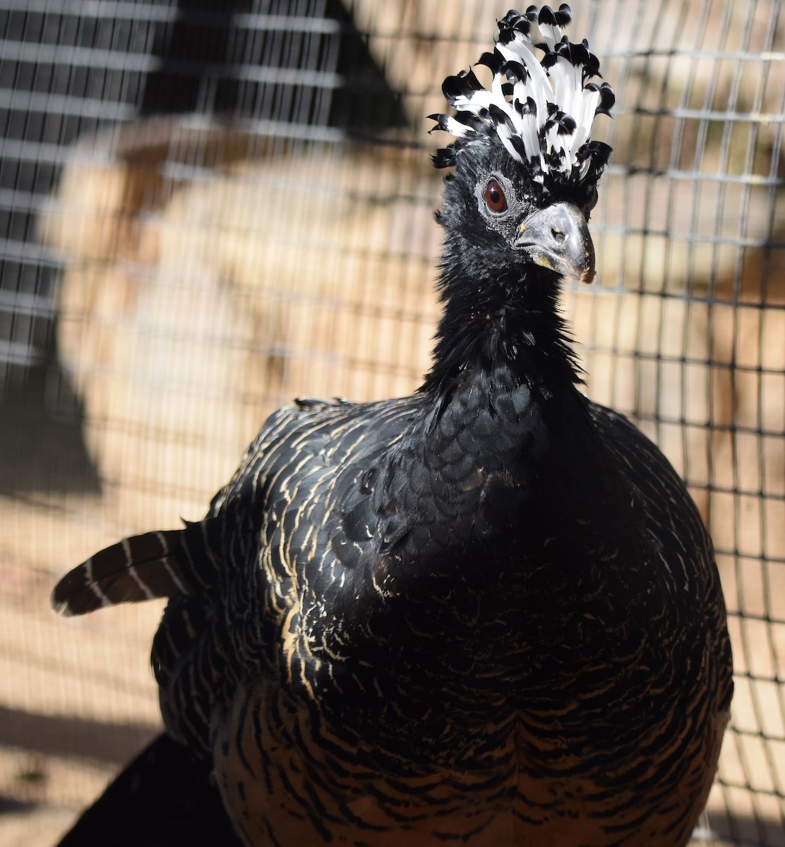Bare-faced Curassow (Bare-faced) - A Emmerson